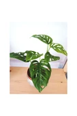 Monstera Adansonii Monkey thumbnail 1
