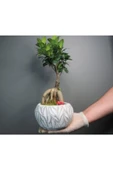 Ficus Ginseng Bonsai & Beyaz Vane Serisi Beton Saksı thumbnail 2
