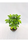 Bonsai Ficus 30 -35 Cm thumbnail 2