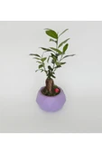 Likya Saksıda Ficus Gieseng Bonsai thumbnail 3