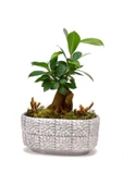 Mini Ficus Bonsai Ağacı - 1