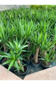 Yukka Bitkisi 2 Gövdeli 80-90 Cm Yucca Massengena thumbnail 3