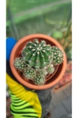 Taş saksı ile birlikte kaktüs Echinopsis Oxygona kaynana topuzu kaktüs thumbnail 4