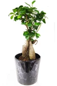 Ficus Ginseng Bonsai 40 Cm - 1