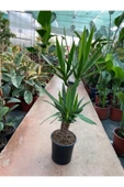 Yukka Bitkisi 2 Gövdeli 80-90 Cm Yucca Massengena thumbnail 1