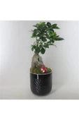Ficus Ginseng Bonsai & Siyah Yuts Seramik Saksıda Hediyelik Canlı Çiçek thumbnail 2