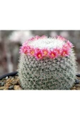 Mammillaria Matudae - Kaynana Topuzu Kaktüsü (BEYAZ ÇİÇEKLİ) 12cm Saksıda Büyük Boy thumbnail 1