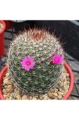 Mammillaria Matudae - Kaynana Topuzu Kaktüsü (BEYAZ ÇİÇEKLİ) 12cm Saksıda Büyük Boy thumbnail 3