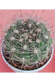 Gymnocalycium saglionis-11,5 cm saksı-ref 01A/U78 thumbnail 2