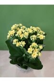 Dekoratif Retro Desenli Seramik Saksıda Sarı Renk Kalanchoe - 2