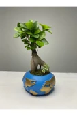 Dünya Saksıda Ficus Gingseng Bonsai Tasarım thumbnail 2