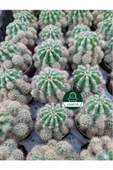 Kaynana Topuzu -echinopsis- Çiçek Açar thumbnail 3