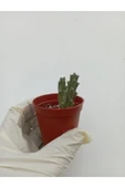 Leş Kaktüs Leş kaktüsü ( Saksılı Bitki ) Stapelia Variegata thumbnail 1