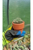 Taş saksı ile birlikte kaktüs Echinopsis Oxygona kaynana topuzu kaktüs thumbnail 6