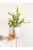 Portulacaria Afra / Para Ağacı Toprak Saksı - 1