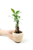 Para Desenli Eskitme Saksıda Ficus Bonsai Bitkisi - 3