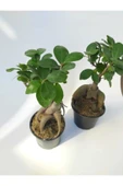 Stanova Bonsai Ficus Ginseng 18 cm thumbnail 1