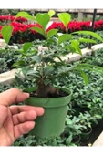Fıcus Gınseng 30-60 gr Bonsai thumbnail 1