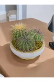 25 cm Dekoratif Saksıda Melo, Altın Fıçı ve Kaynana Topuzu 3 büyük özel kaktüs - 2