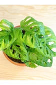 Monstera Adansonii Monkey 15-20 Cm thumbnail 2