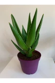 Aloe Vera - 3