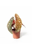 Begonia Maculata - Çilli Begonya Mini - Ev Ofis Salon Iç Mekan Bitkisi - Ø:7 Cm - H:15 Cm thumbnail 1