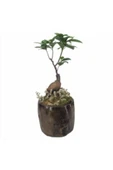 Ficus Ginseng Bonsai Remz Odun Beton Saksıda Hediyelik Canlı Çiçek thumbnail 1
