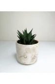 Haworthia 'limifolia' Mini Beyaz Seramik Saksılı - 1