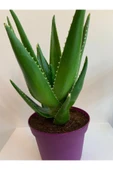 Aloe Vera - 2