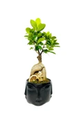 Siyah Face Serisi Ficus Gingseng Bonsai Tasarım thumbnail 1