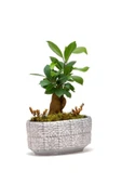 Mini Ficus Bonsai Ağacı - 2