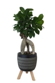 Siyah Damla Saksıda Ficus Ginseng Bonsai thumbnail 1