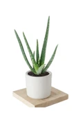 Aloe Vera (sarısabır) Bitkisi - 1