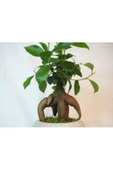 Ficus Ginseng Bonsai & Gri Venüs Beton Saksıda Hediyelik Canlı Çiçek thumbnail 2