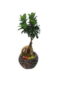 Ficus Ginseng Bonsai & Siyah Vane Beton Saksıda Hediyelik Canlı Çiçek thumbnail 3
