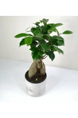Bonsai Ficus Ginseng Beyaz Seramik Saksılı thumbnail 2