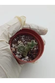 Leş Kaktüs Leş kaktüsü ( Saksılı Bitki ) Stapelia Variegata thumbnail 4