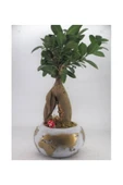 Ficus Ginseng Bonsai & Beyaz Dünyam Beton Saksıda Hediyelik Canlı Çiçek thumbnail 1
