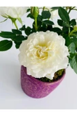 Etnik Desenli Mor Dekoratif Beton Saksıda Beyaz Gül - 3