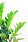 Zamia Zamioculcas Zamiifolia  Zeze Çiçeği Ev Ofis Salon İç Mekan Bitkisi 60 cm - 2