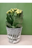 Dekoratif Retro Desenli Seramik Saksıda Sarı Renk Kalanchoe - 1