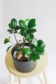 Ficus Ginseng Bonsai thumbnail 2