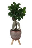 Kiremit Rengi Damla Saksıda Ficus Ginseng Bonsai thumbnail 1