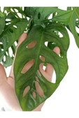Monstera Adansonii - Monstera Monkey - Monstera - Deve Tabanı thumbnail 3