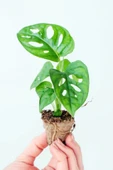 Monstera Adansonii Monkey Mask Sarmaşık Deve Tabanı Mini  Ev Ofis Salon İç Mekan Bitkisi Baby - 2