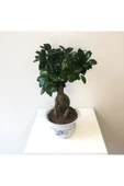 Ficus Bonsai - Ficus Ginseng -Adam Ağaç 30-40 cm Arası thumbnail 1