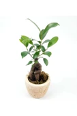 Para Desenli Eskitme Saksıda Ficus Bonsai Bitkisi - 2
