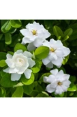 Gardenya Çiçeği-gardenia Jasminoides- Köklü,kendi Bitkini Yetiştir thumbnail 2