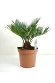 Sikas Palmiyesi Mini Cycas Revoluta Japon Sago Palm - 1