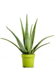 Aloevera Bitkisi 30 Cm Ev Bitkisi Ofis Bitkisi Salon Bitkisi thumbnail 1